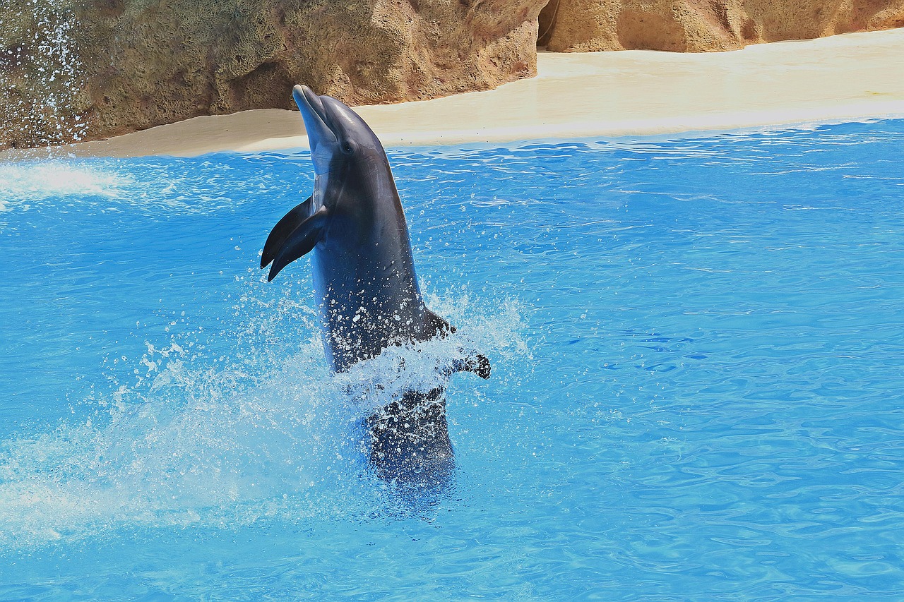 delfin 1669472 1280